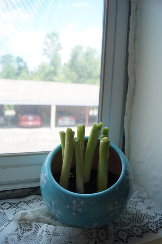 Grow your own Green Onions in Two Weeks!