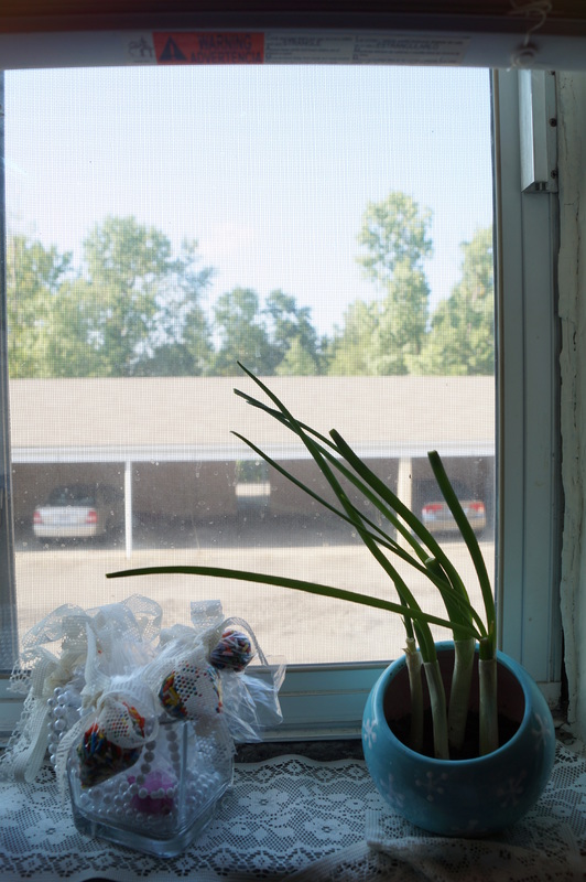 Grow your own Green Onions in Two Weeks!