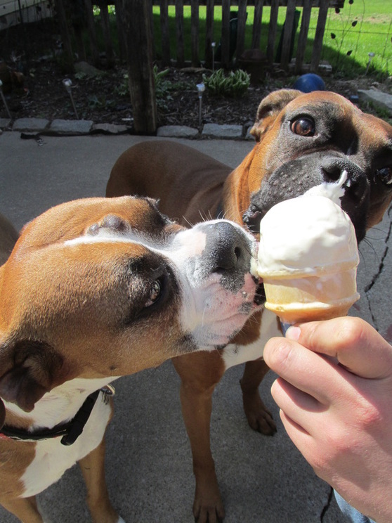 Puppies Eating Ice Cream