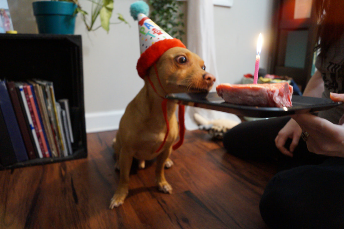 Rocco's 7th Birthday Bash! 