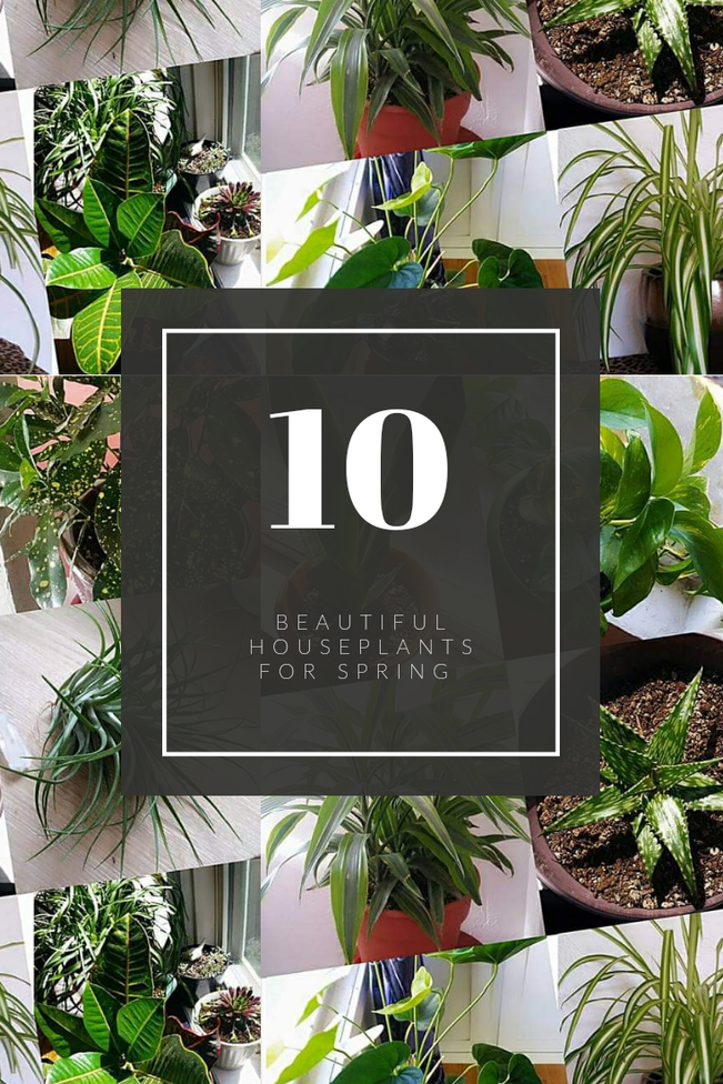 10 Beautiful Houseplants for Spring